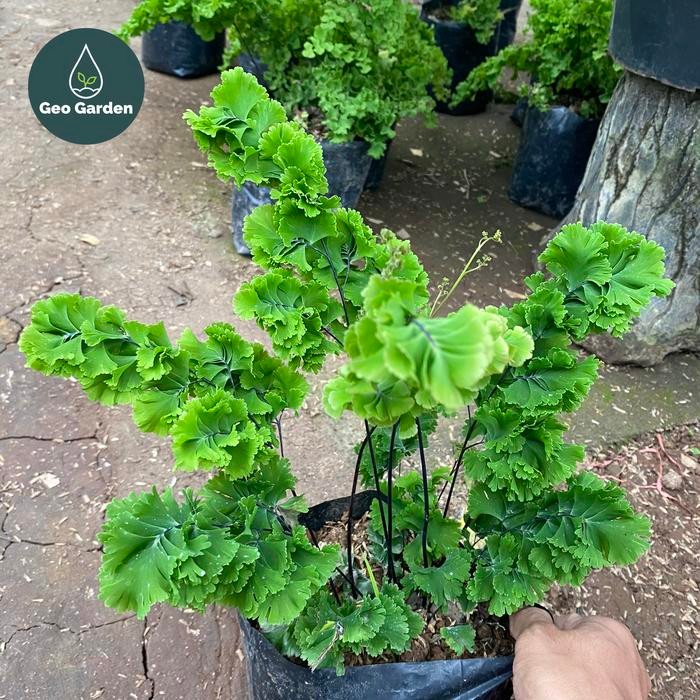 Terang Tani Suplir Tusuk Sate / Tanaman Hias Pakis Suplir Tusuk Sate