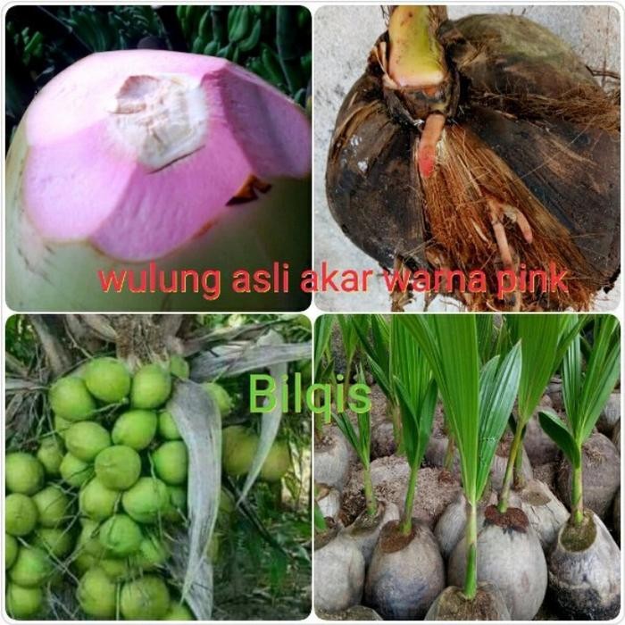 ASLI bibit taan kelapa wulung asli akar merah muda berkasiat READY STOCK