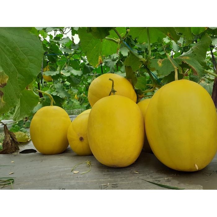 ASLI Benih Melon New Kinanti - Bibit Taan Melon Golden SUPER MANIS READY STOCK