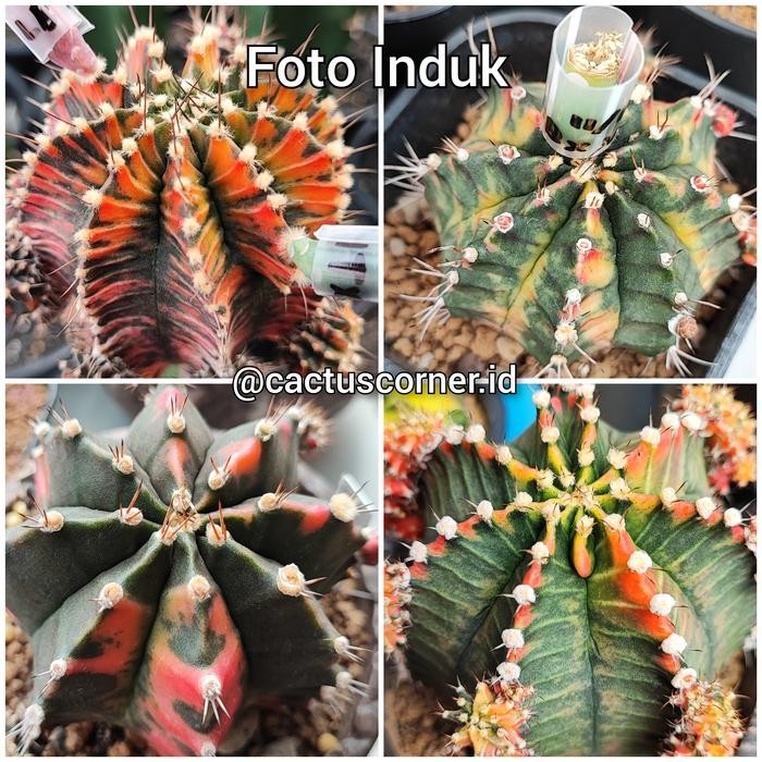 Benih Biji Kaktus Gymno Hybrid Varata wajib chat