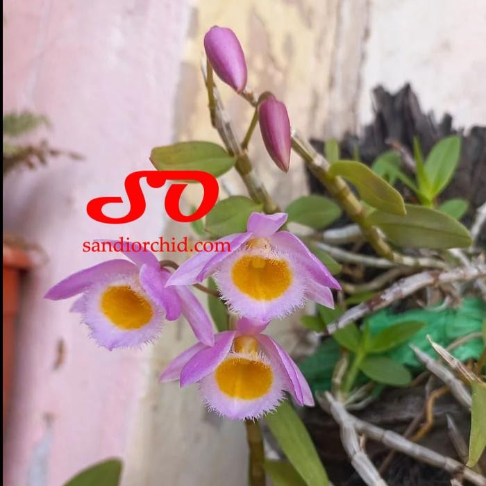 Terlaris [ Dewasa ] Dendrobium Loddigesii - Anggrek Mini Yang Wajib Dimiliki Pecinta Dendrobium