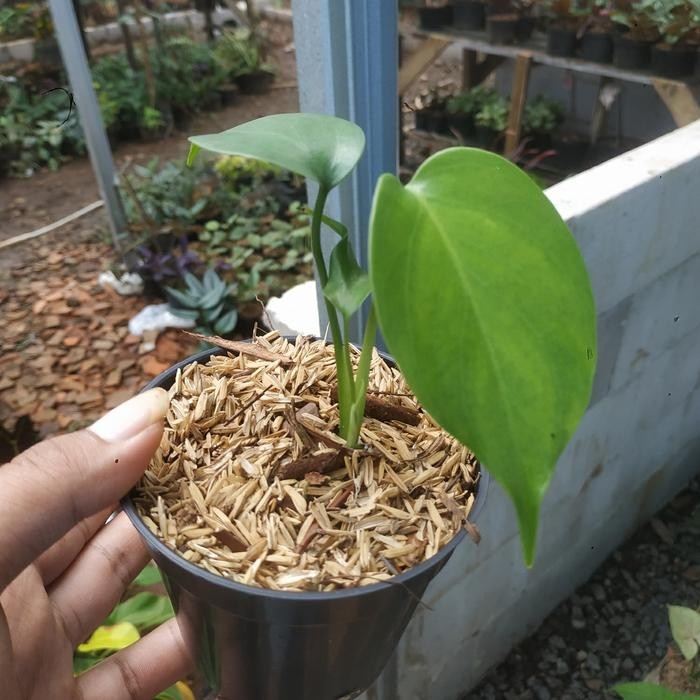 Terlaris Anakan Monstera King Deliciosa Dari Biji