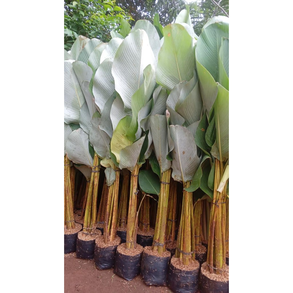 Terlaris Tanaman Hias Pisang Kalatea Ukuran Besar Tinggi / Calathea Luthea