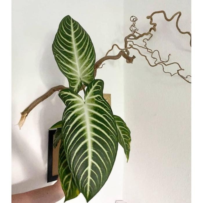 Terlaris Tanaman Bunga Keladi Zebra/ Alocasia Zebra / Xanthosoma Lindenii