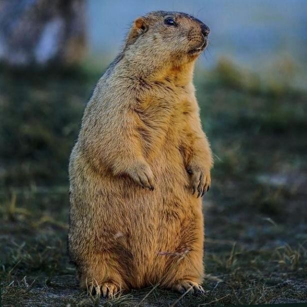 BISA GOSEND marmut himalaya sepasang