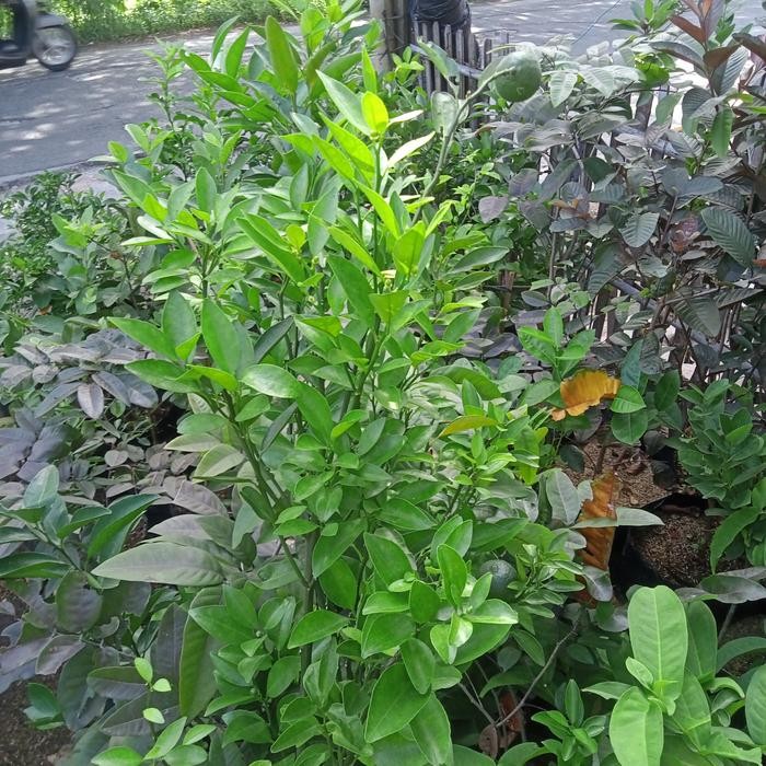 Terlaris Pohon Jeruk Medan Berbuah