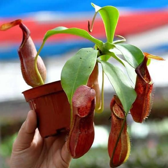 Terlaris Nepenthes Adrianii - Kantong Semar - Tanaman Karnivora Red