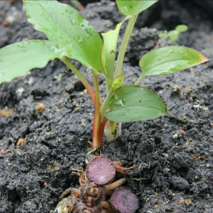 Terlaris Bibit Tanaman Kunyit Hitam Asli India