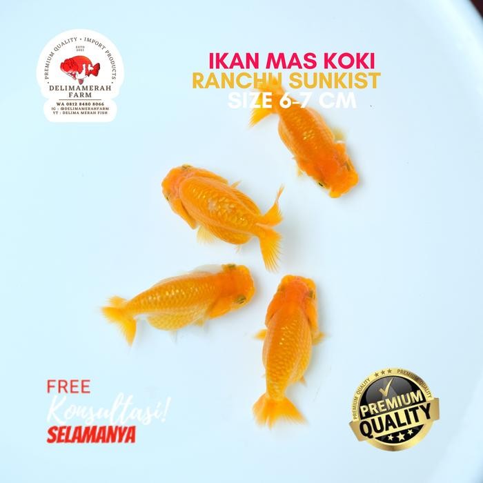 IKAN MAS KOKI BABY RANCHU YELLOW SUNKIST SIZE 6-7 BAHAN BUFFALO GOLD