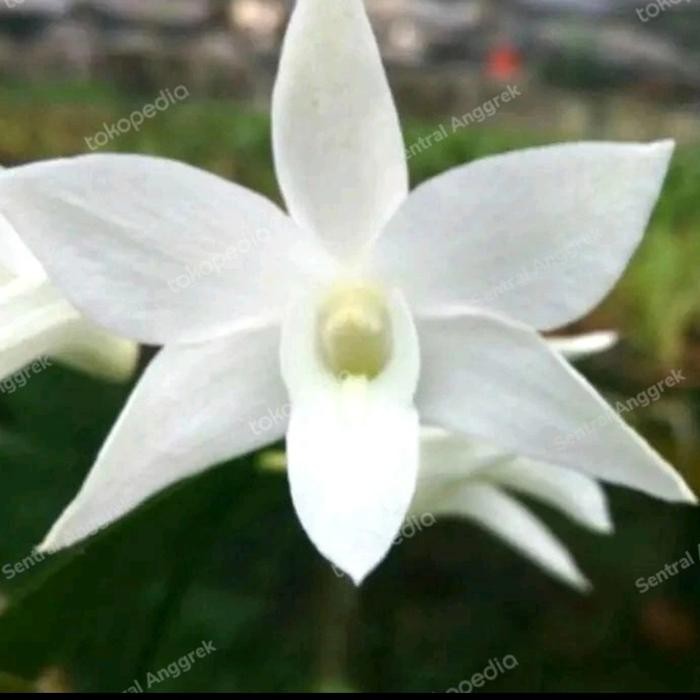 Terlaris Anggrek Dendrobium White Grace Wangi Serumpun