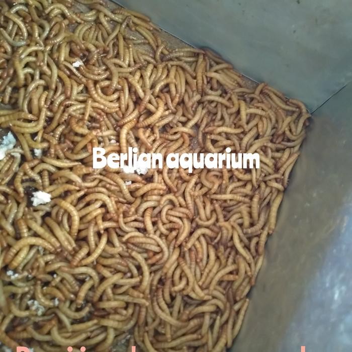 ulat hongkong hidup - ulat Hongkong hidup - pakan burung ulat 100gr