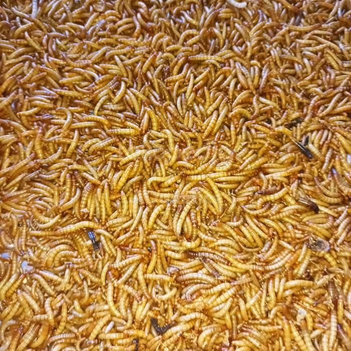 Ulat Hongkong Pakan Ikan Predator, Chana, Pakan Burung, dll.