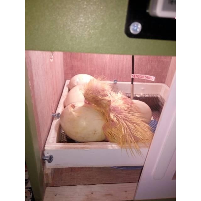 MESIN PENETAS TELUR SEMI OTOMATIS / MESIN TETAS TELUR SEMI KAP 10