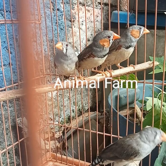 Burung Zebra Finch Sepasang