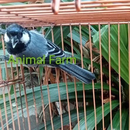 Burung Gelatik Batu Gacor sudah makan Pur