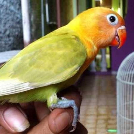 BURUNG LOVEBIRD JINAK TOTAL /Respon loloh& MANDIRI