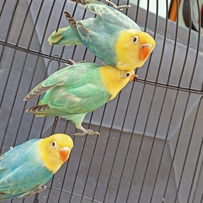 BURUNG LOVEBIRD BIOLA PARBLUE BLUE