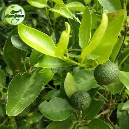 Bibit Buah Jeruk Limau Sudah Berbuah Tinggi 70cm Jeruk Limau