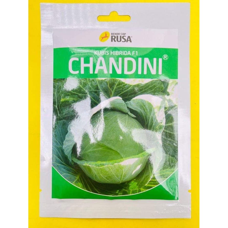 Benih Kubis CHANDINI Hibrida F1 isi 10gr dari RUSA