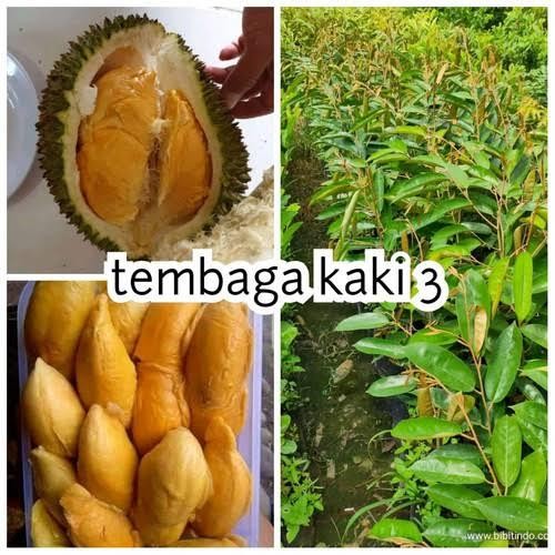 bibit buah durian super tembaga kaki 3