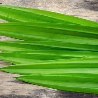 

FREShBgt- Daun Pandan Wangi