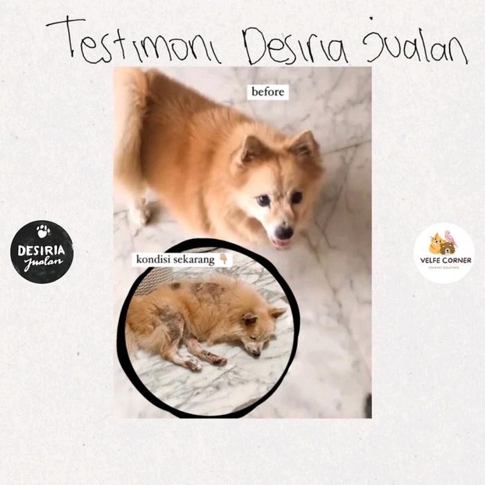 SHAMPO ANTI JAMUR Shampo Anak Kosan anti Jamur Ampuh Kucing Anjing / Scabies / Demodex / Gatal2 /