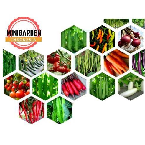 BIBIT SAYURAN SERIBUAN benih sayur tanaman hidroponik kangkung bayam