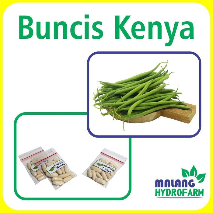 Benih Buncis Kenya Unggulan Berkualitas biji bibit repack phaseolus vulgaris tegak hydroponik