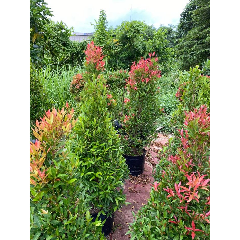 Pucuk Merah 1,5 Meter