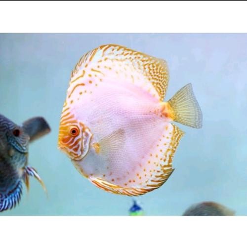 DISCUS WHITE BUTTERFLY