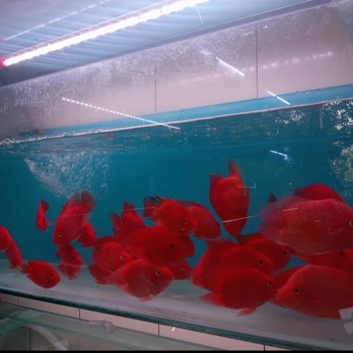 IKAN PARROT NO TAIL JUMBO SUPER SIZE +/- 10 CM UP