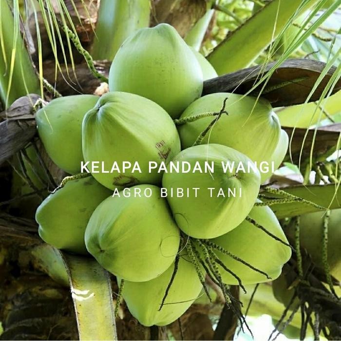TERMURAH Bibit Taan Kelapa Pandan Wangi-Pohon Kelapa Pandan Wangi Thailand READY STOCK