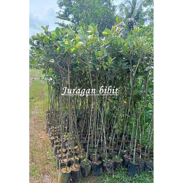 ASLI Ketinggian 1.5m - Bibit taan buah Sawo kecik - Pengiriman Aman READY STOCK
