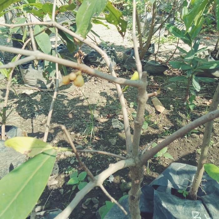 bibit asal cangkok jambu air citra cepat berbuah