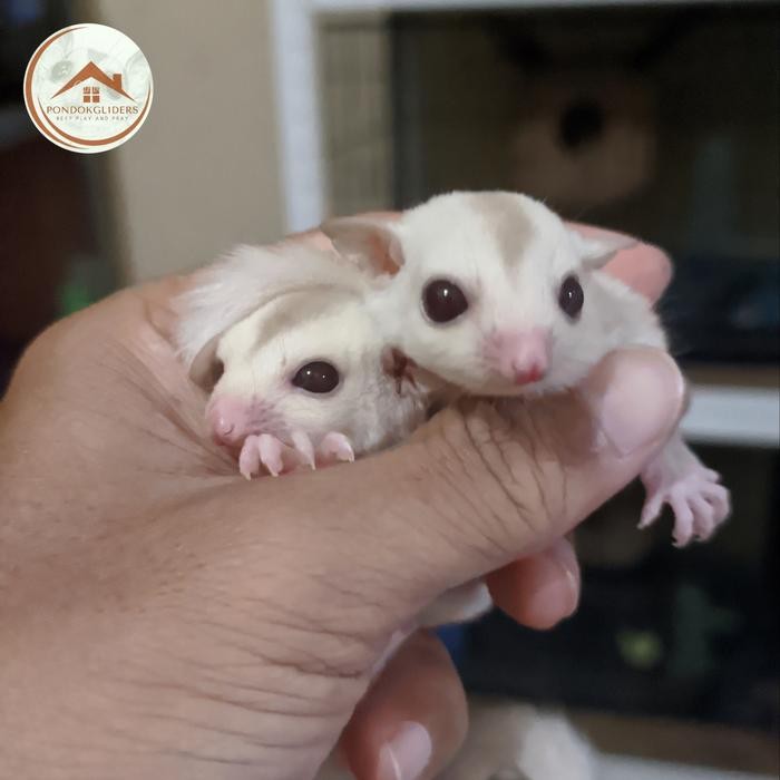 Sugarglider Termurah Creamino Betina / Jantan Jinak Lucu