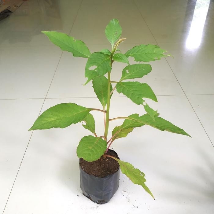 ASLI Ginseng merah korea bibit taan ginseng merah korea READY STOCK