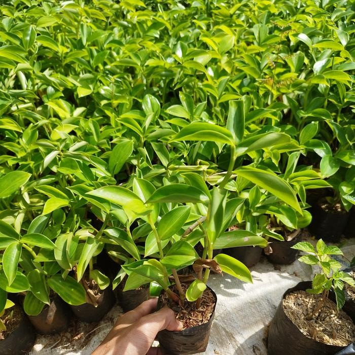 tanaman bunga pacing pentul - pohon pacing pentul