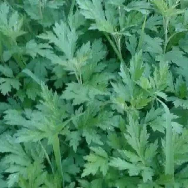 Tanaman Daun Baru Cina