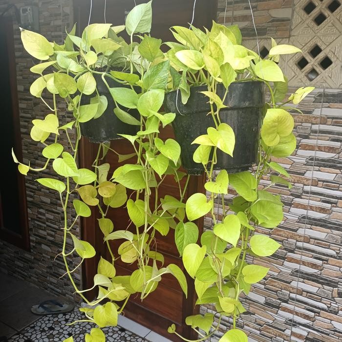 Tanaman Hias Sirih Gading Lemon Rimbun Menjuntai Epiremnum Pothos