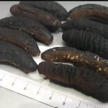 

haisom/lintah laut /tripang