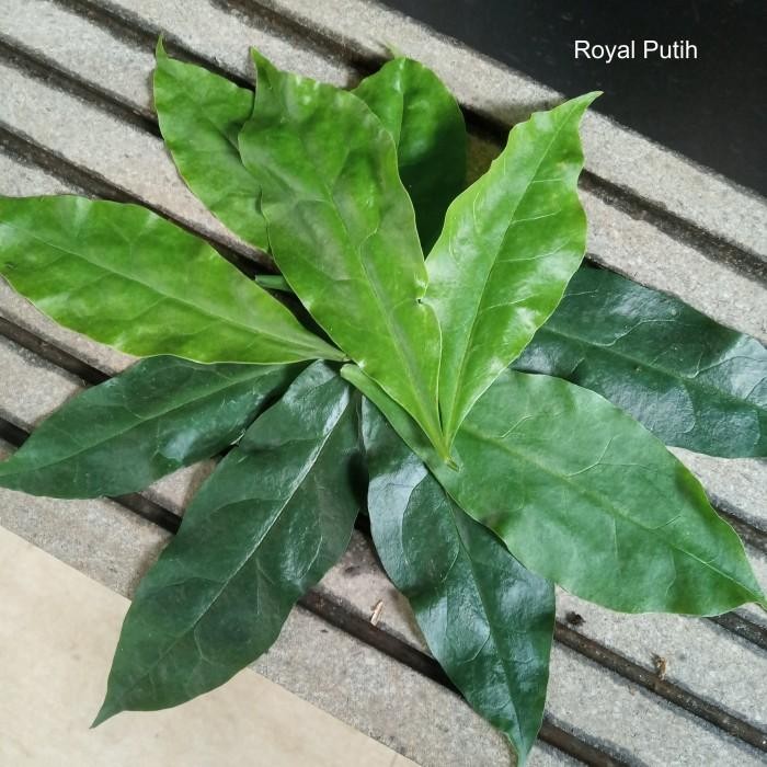 (Expert) DAUN JARUM TUJUH BINTANG / TUJUH JARUM / TUJUH DURI PER LEMBAR