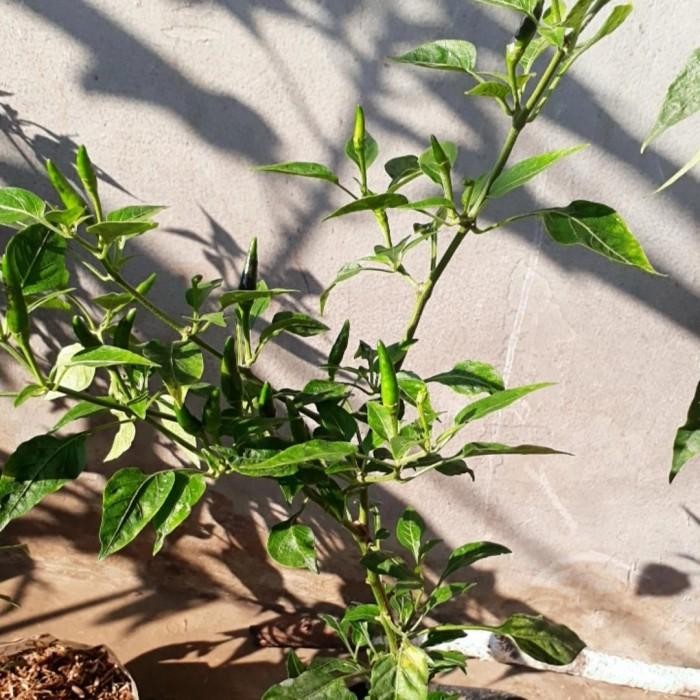 (Expert) bibit tanaman pohon cengek, gojek/grab only, bibit cengek domba