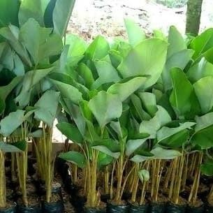 

(Expert) tanaman hias pisang kalatea - pohon pisang calathea