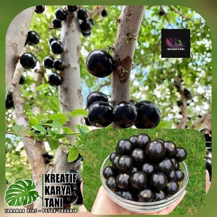 

(Expert) Bibit tanaman buah anggur brazil / bibit pohon anggur brazil