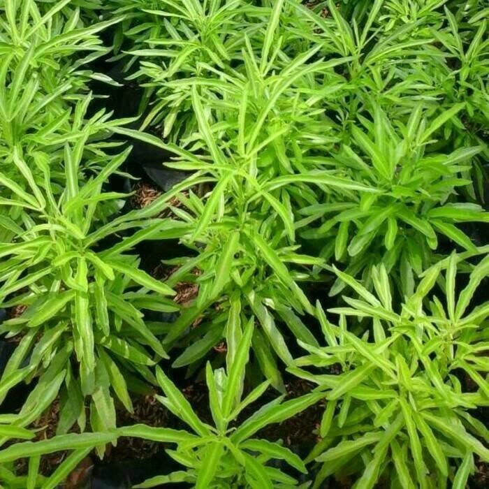 (Expert) Tanaman Zodia Anti Nyamuk Pohon zodiak/zodia Tanaman Hias Zodia