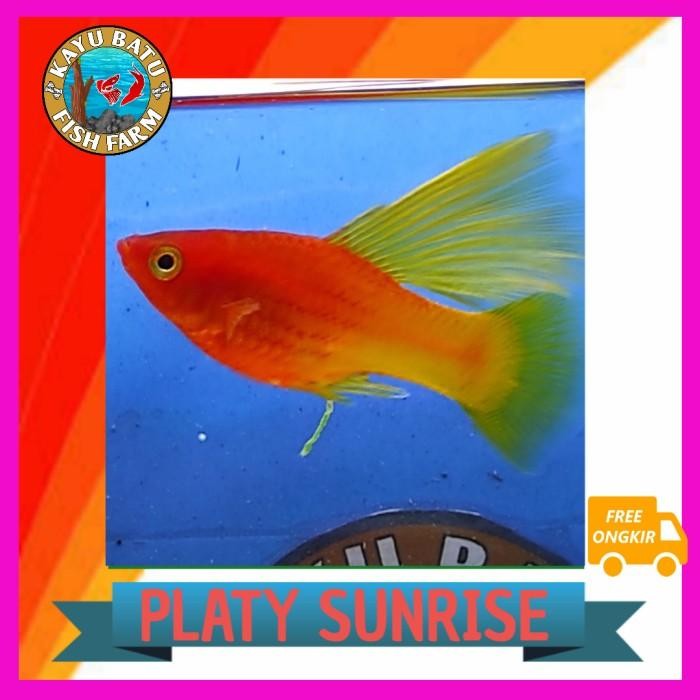 (Expert) [HIGHFIN] Ikan Platy Sunrise/ Variatus Rubinose