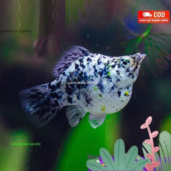 (Expert) Molly Marble Balon / Ikan Hias Aquascape Air Tawar / Ikan Molly Balon