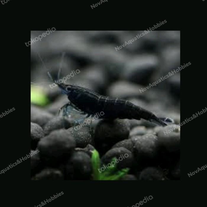 (Expert) Blue Diamond / Hiasan Udang Air Tawar / Aquascape