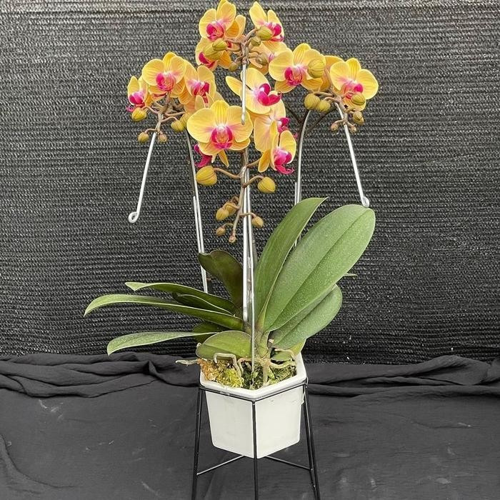 

bunga anggrek hidup asli bisa custom hampers hadiah, natal, ultah