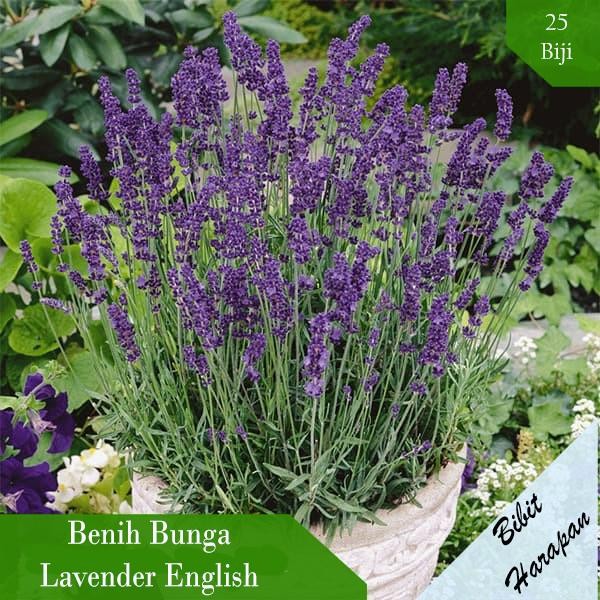 Bibit Benih Bunga Lavender English Bibit Benih Tanaman